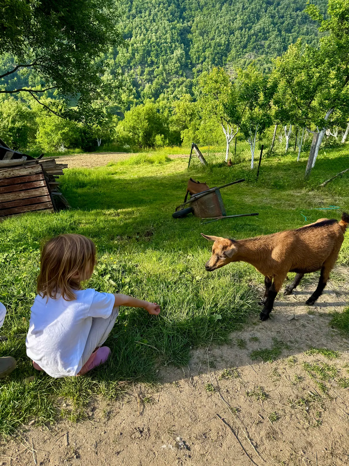 Are the Balkans the real Montessori 2025? – photo 5
