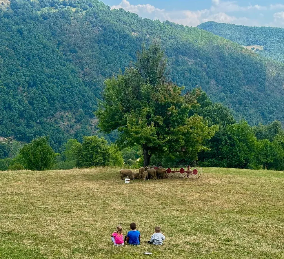 Mountain mornings and sheep-watching